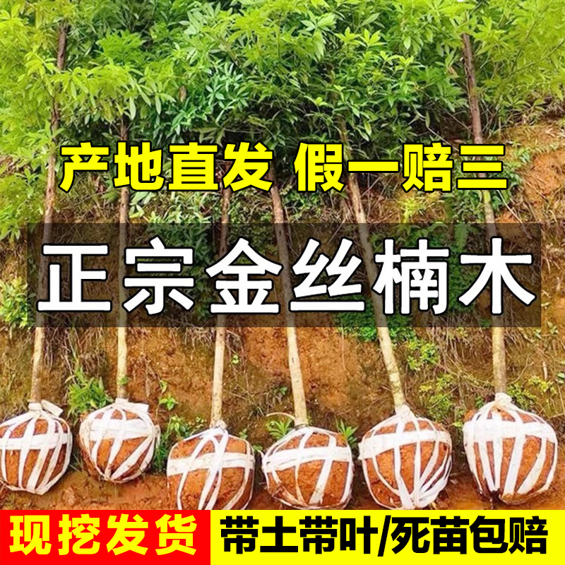 金丝楠木树苗正宗四川庭院稀有珍贵盆栽小叶桢楠赤楠金丝楠木大树
