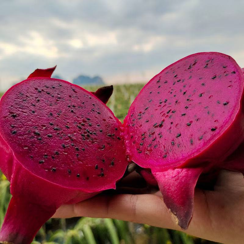 【产地直发】广西火龙果金都一号红心红肉红色新鲜水果香甜饱满鲜嫩