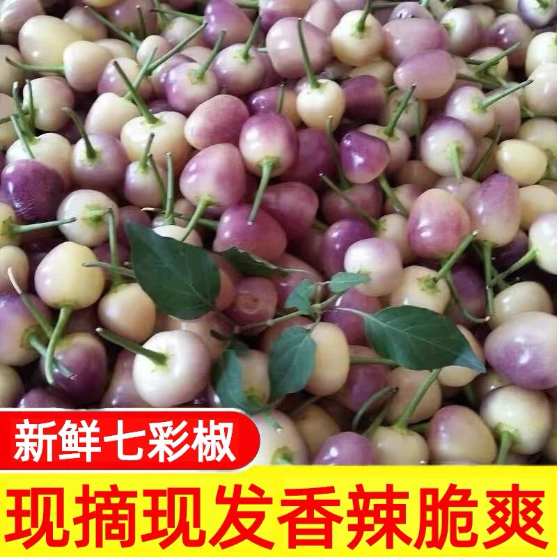 云南广西特产现摘七彩椒新鲜脆爽饱满皮薄泡椒灯笼椒五彩椒辣椒