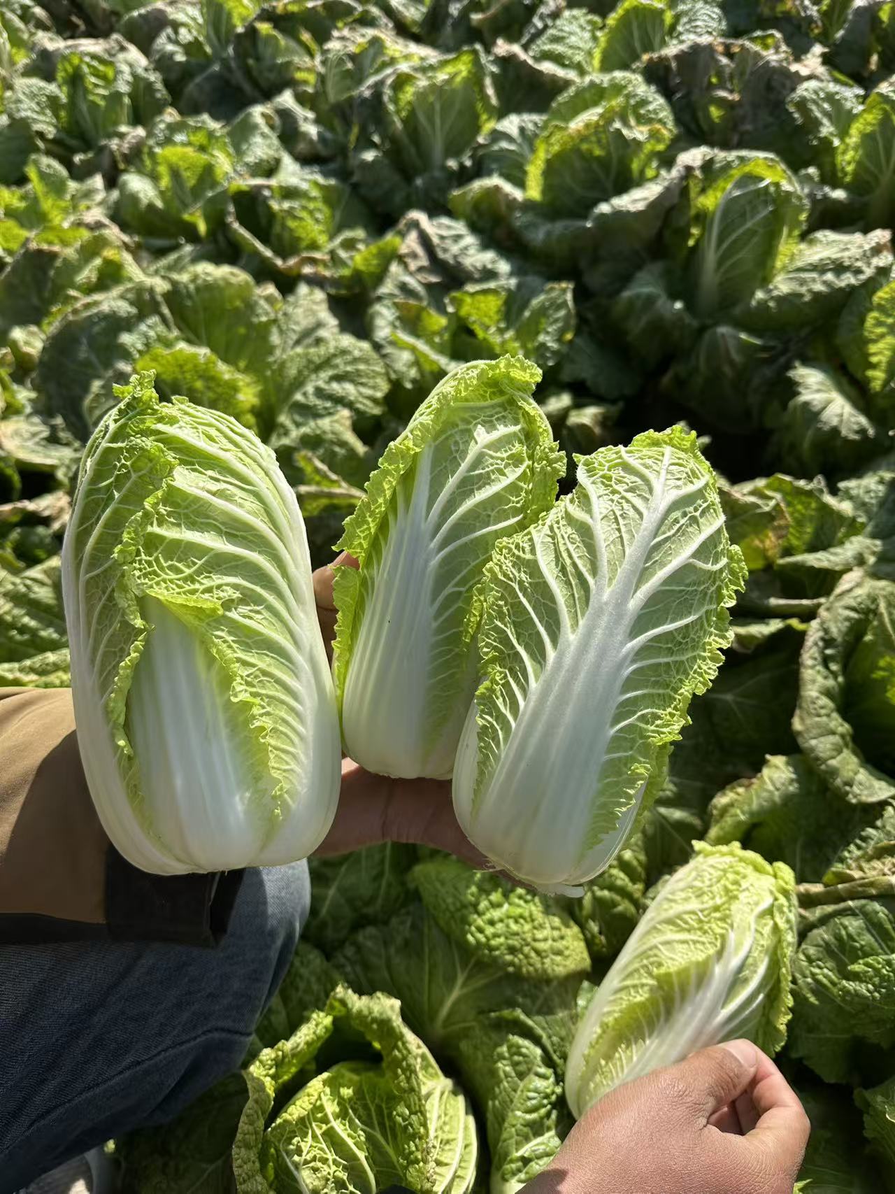 霜打娃娃菜露天娃娃菜时令季节时蔬黄心正宗爽口火锅娃娃菜