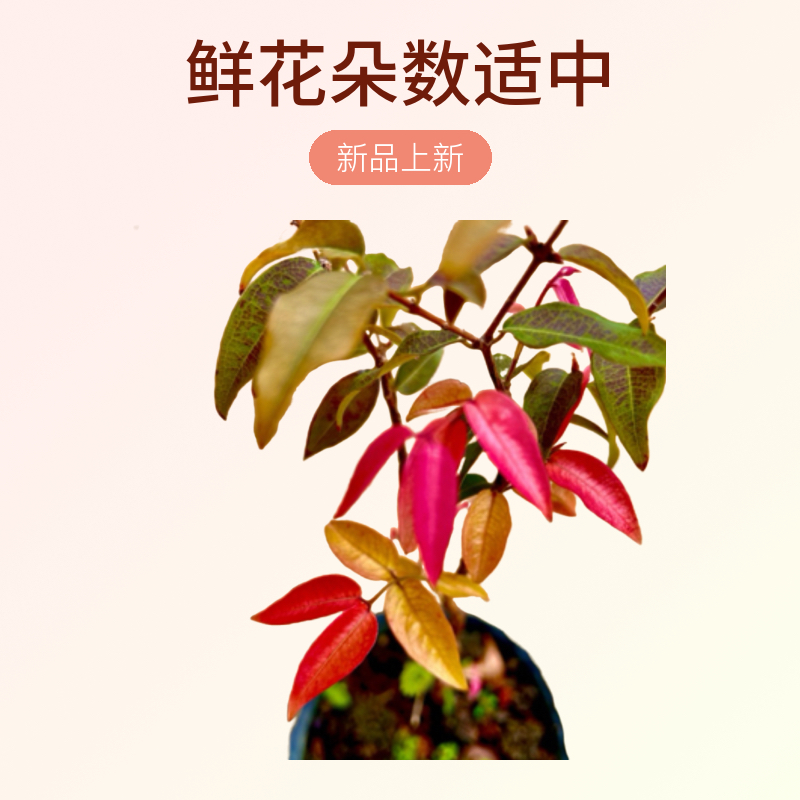 闽洁轩绿植嘉宝果好种易活放心购榴莲树