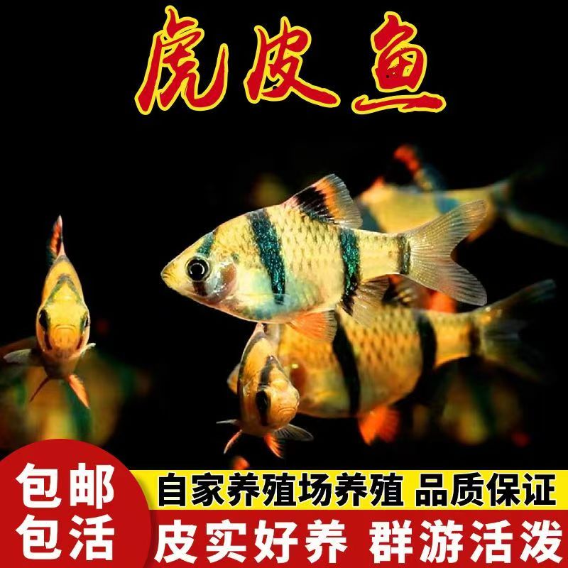 新手好养虎皮鱼荧光虎皮绿虎皮热带鱼观赏鱼小型活体鱼宠物鱼耐活
