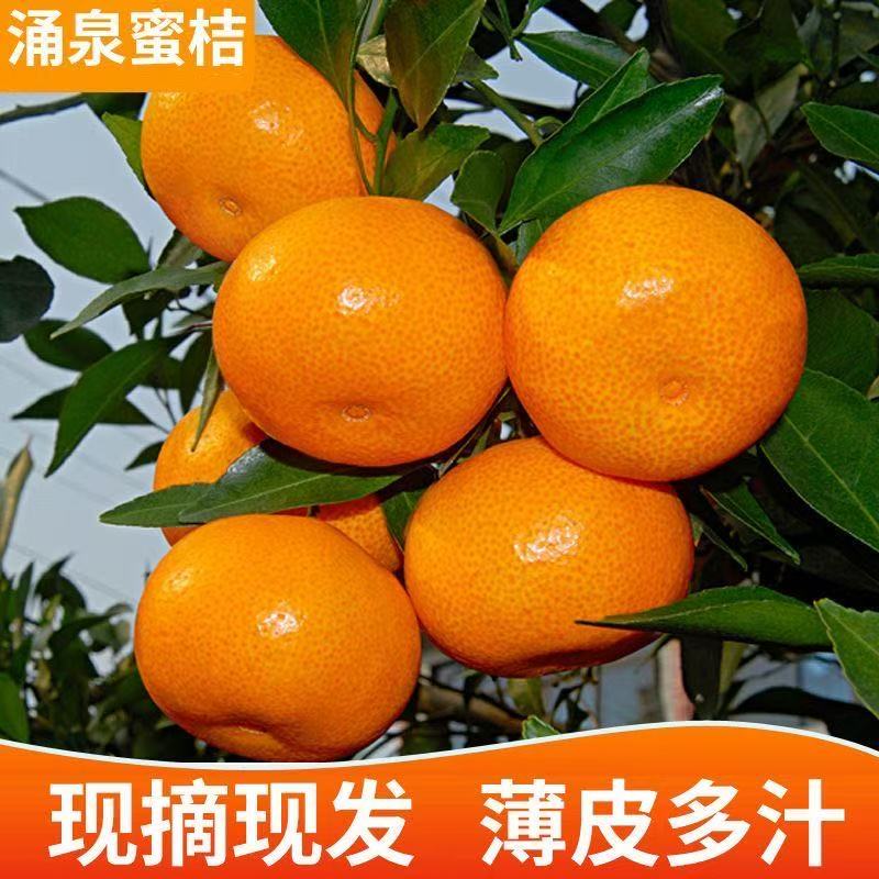 《酸甜爽口》临海涌泉蜜桔皮薄肉厚汁水足顺丰快递到您家