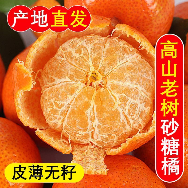 现摘广西桂林砂糖橘金秋砂糖橘小橘子皮薄多汁不打腊