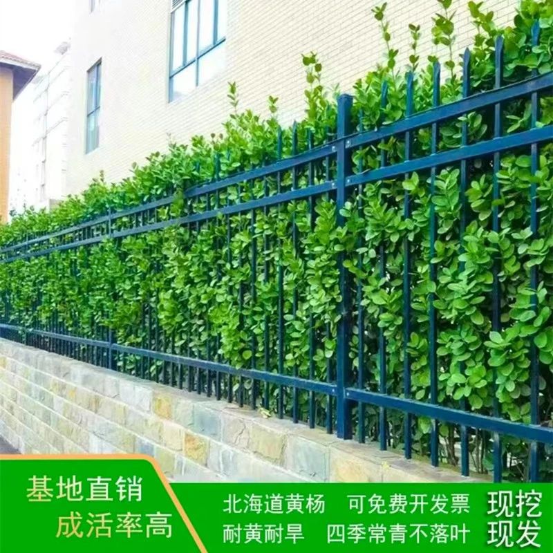 庭院围墙绿篱四季常绿植物北海道黄杨冬青苗直立冬青球常青耐寒