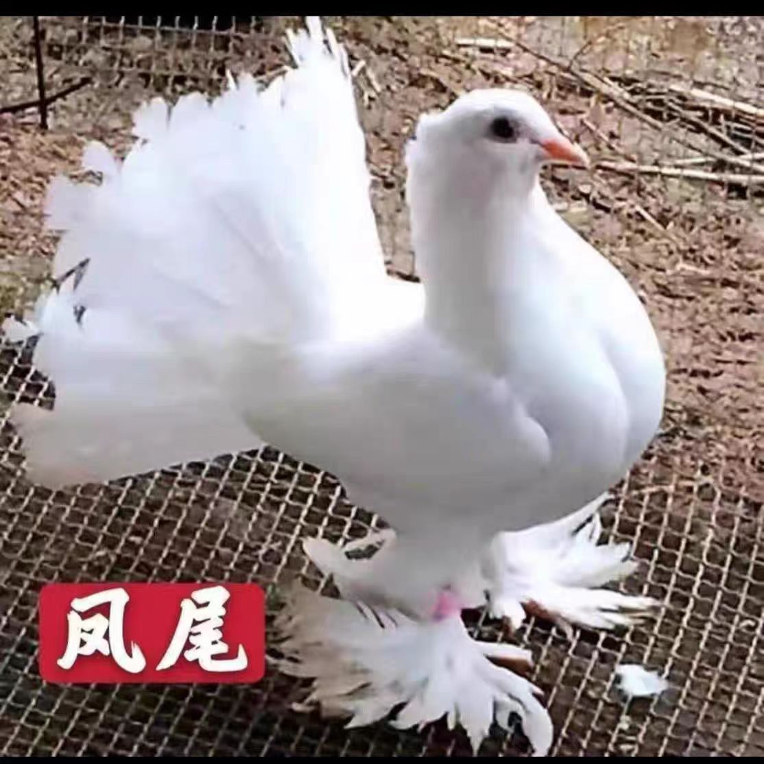 观赏鸽凤尾鸽子光脚凤尾毛脚后翻凤尾一对包邮到家