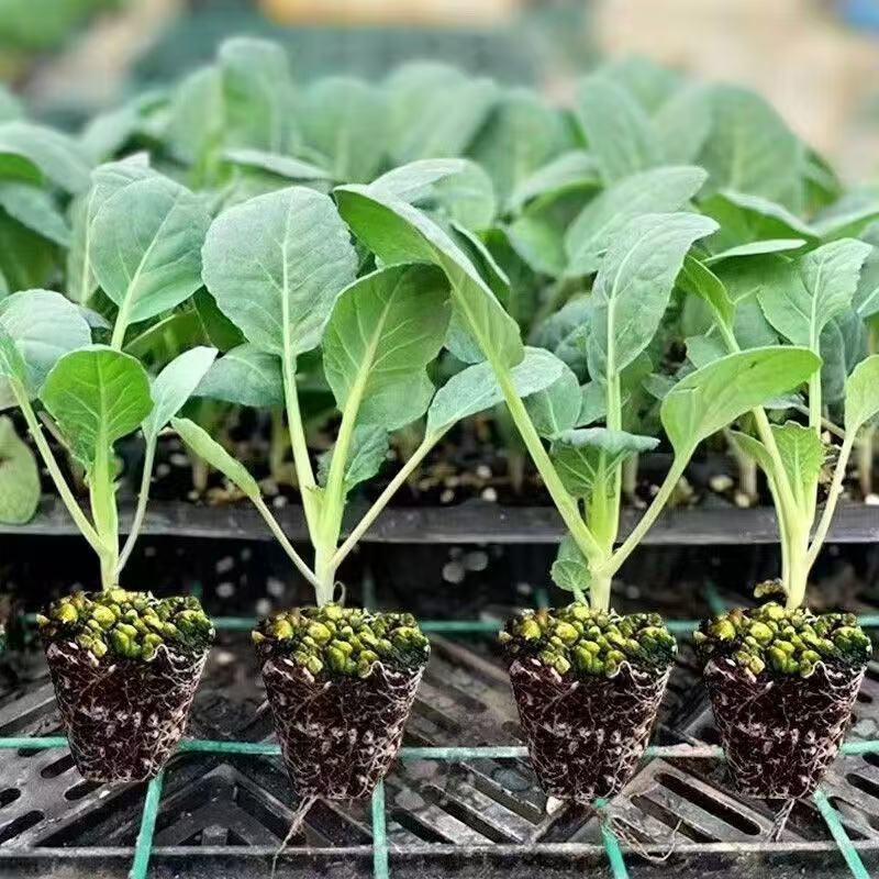 正宗西兰花苗西兰花秧苗带土发货四季高产苗盆栽地栽秋冬蔬菜苗
