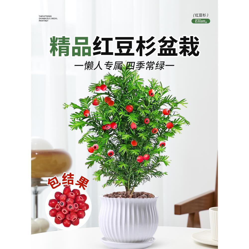 红豆杉盆栽正宗曼地亚红豆杉树苗老桩室内外阳台庭院净化空气盆景
