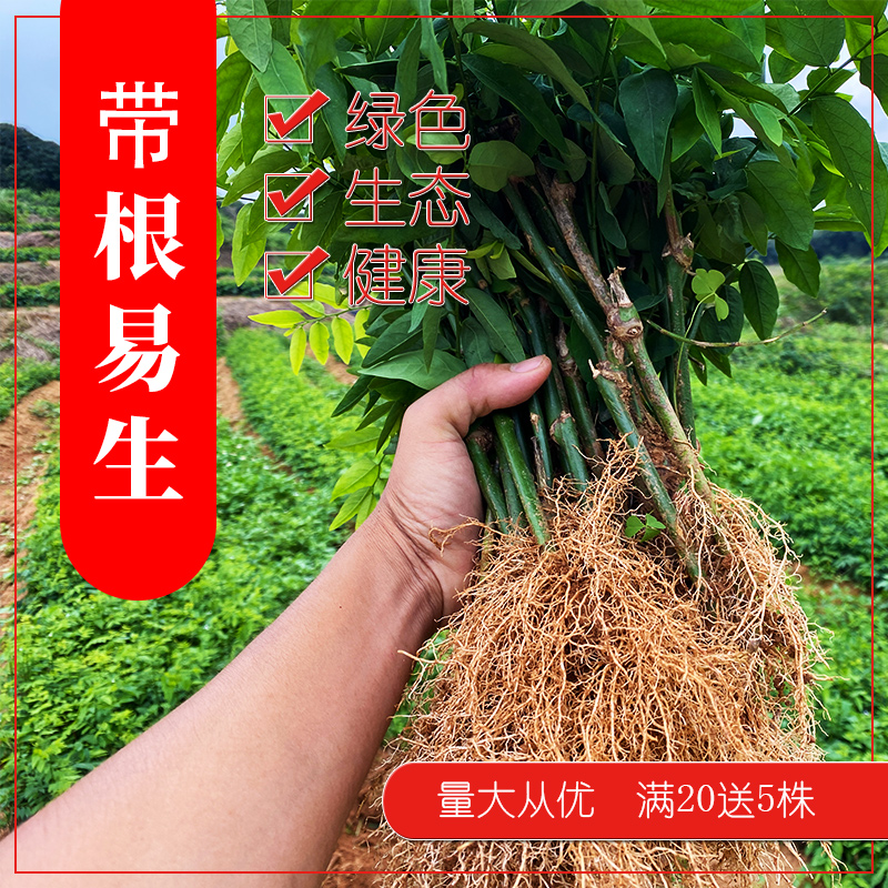 苗木树仔菜苗花园菜地观赏植物潮汕树菜苗益肝菜苗野菜苗盆栽植物