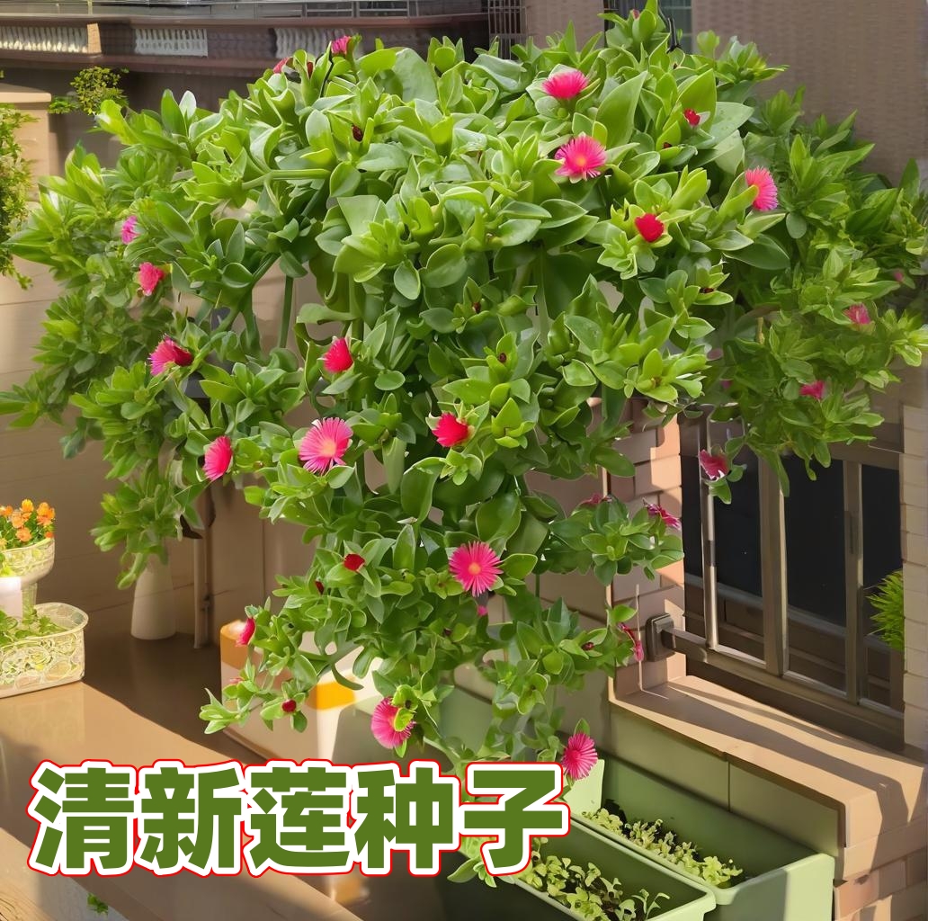 【清新莲种子】家庭阳台小院种植四季播种蔬菜种籽盆栽地栽易种