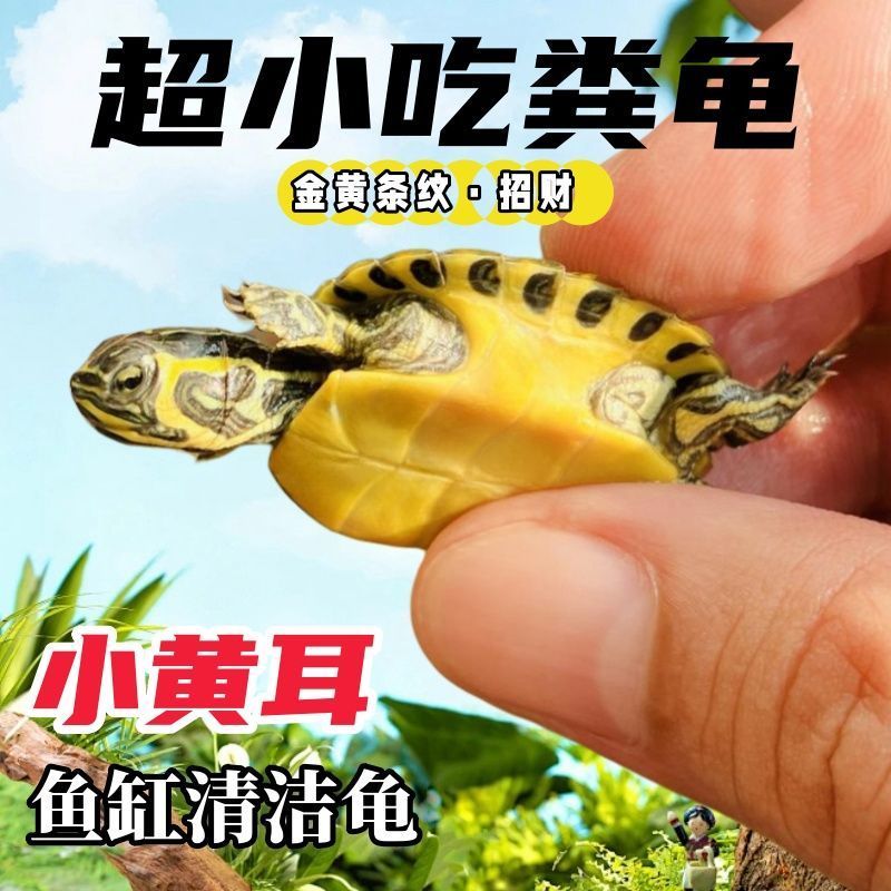 超小黄耳龟鱼缸混养清洁水质吃鱼粪深水金边吃粪小黄耳稀有