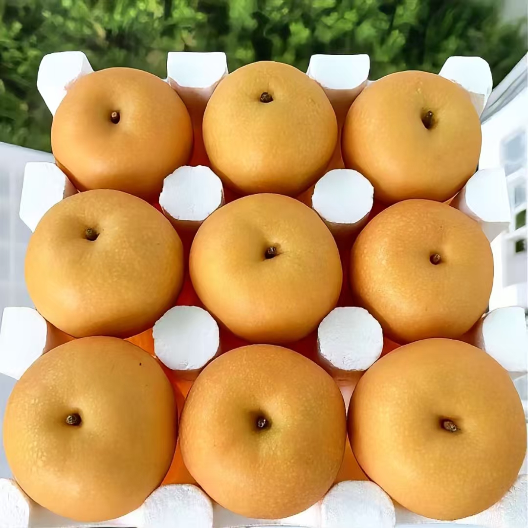 正宗山东秋月梨真秋月礼盒冰糖梨应季产地直发当季新鲜水果礼盒装