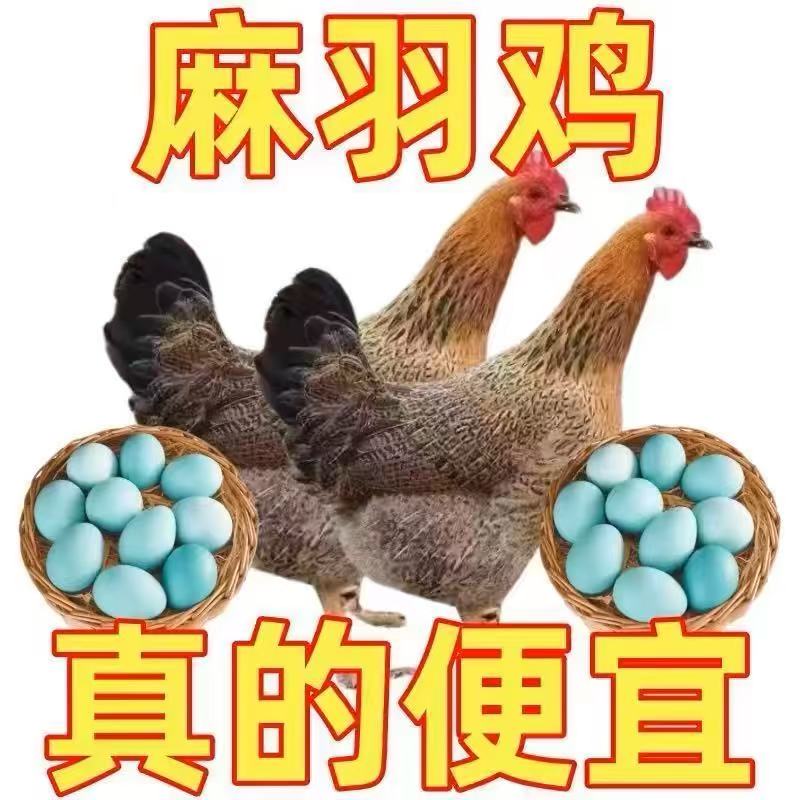【顺丰】麻羽土鸡笨鸡长尾鸡宠物鸡一斤左右 到手6只 d