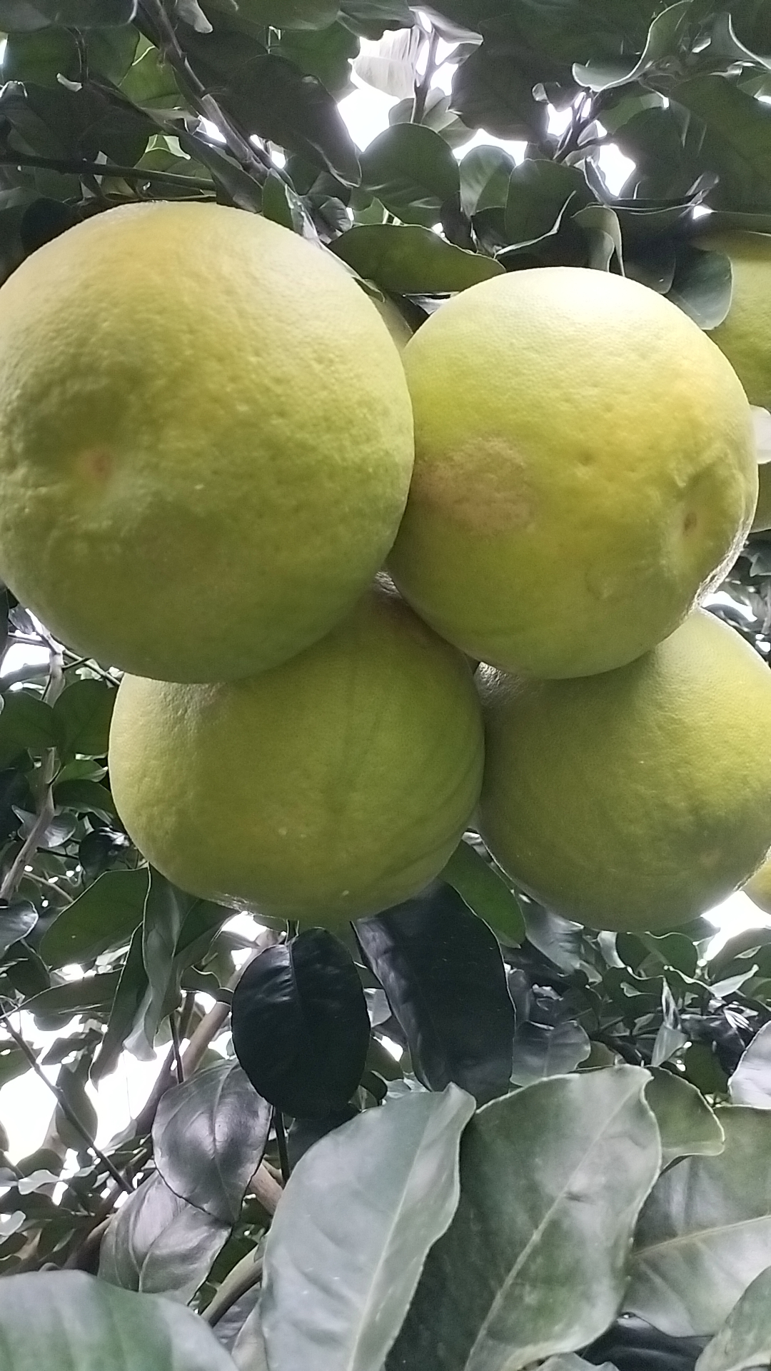 正宗梅州沙田柚鲜甜又多汁