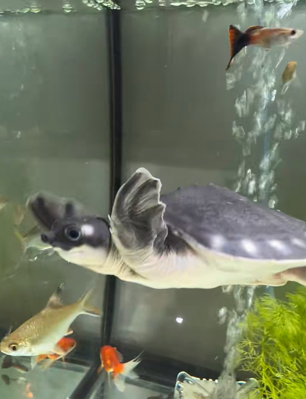 热带深水猪鼻龟稳定健康开食带证发货热带鱼伴侣