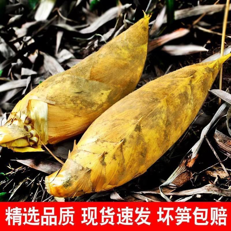 福建南平山区自家的新鲜现挖深山小冬笋甜笋不涩口时令黄泥笋批发