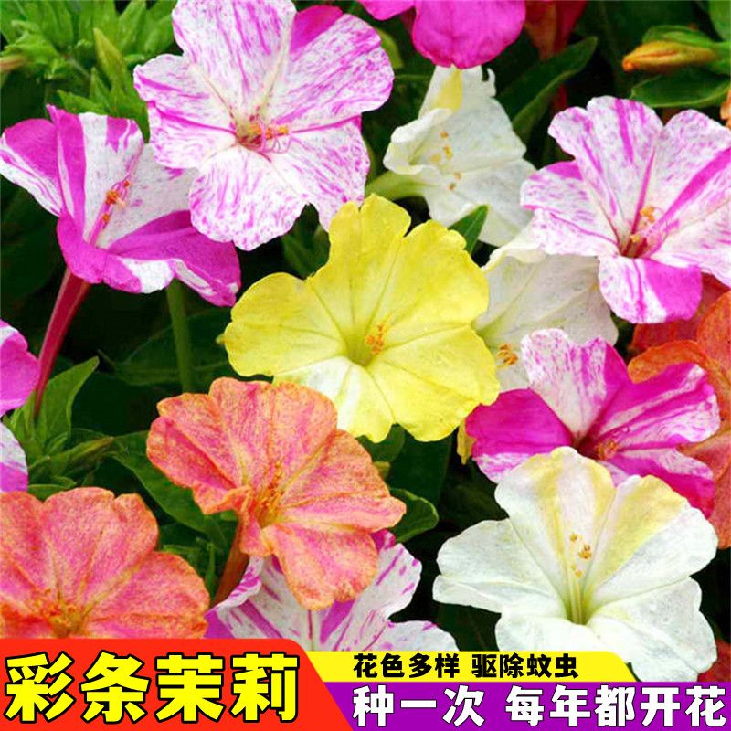 原厂春季紫茉莉种子地雷花鲜花籽紫色花草胭脂花宿根花卉多年生胭