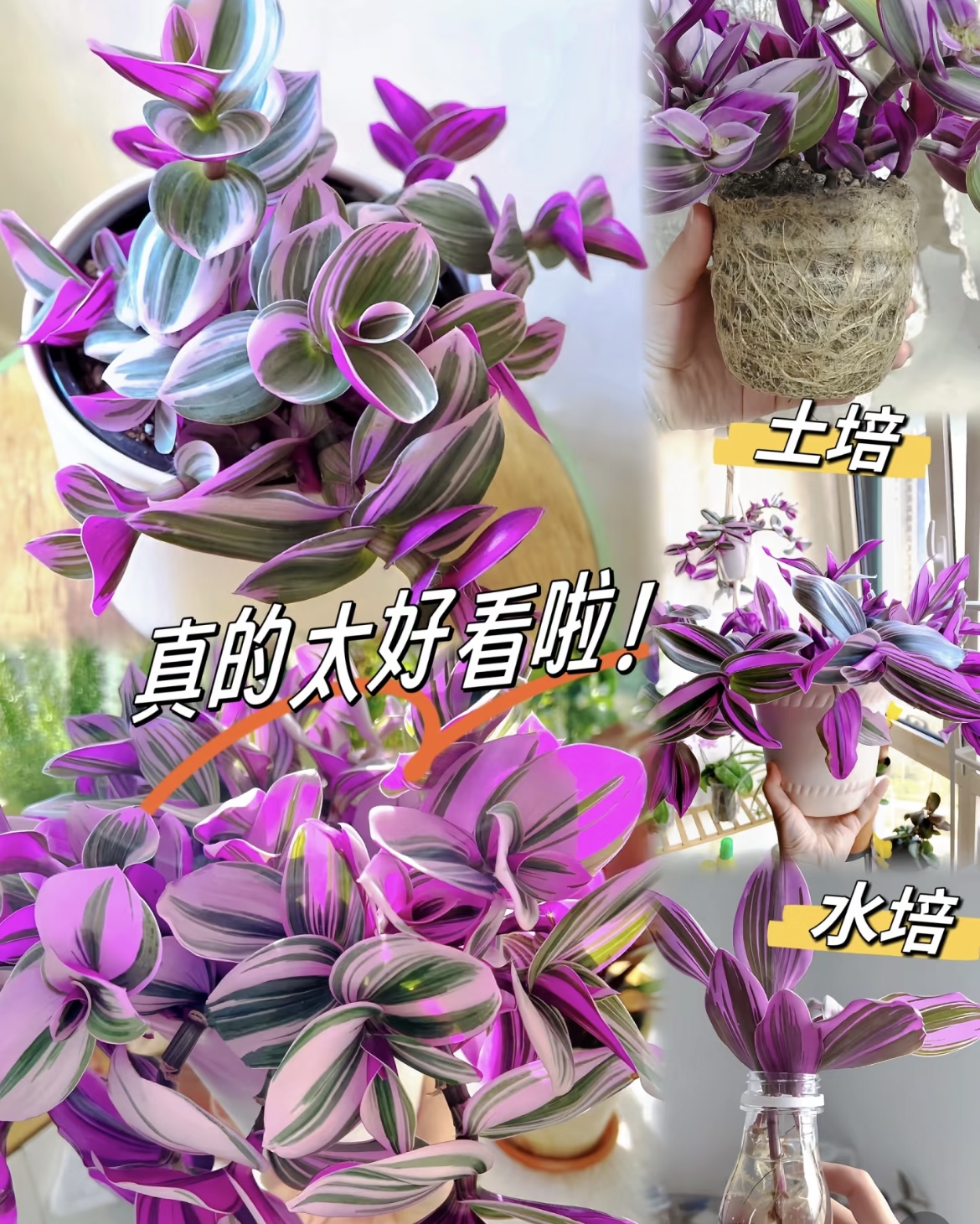 精品油画吊兰大棵多肉锦花卉室内阳台绿植盆栽水培婚礼油画吊兰