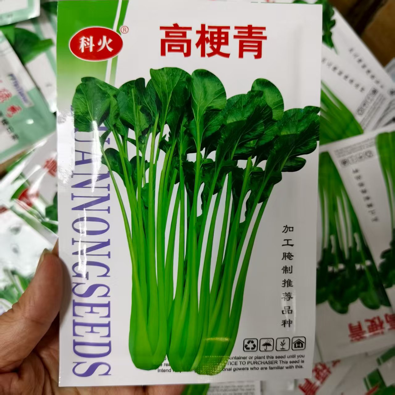 高梗青种子抗病耐热高杆小青菜长杆白菜种籽腌制酸菜园蔬菜孑