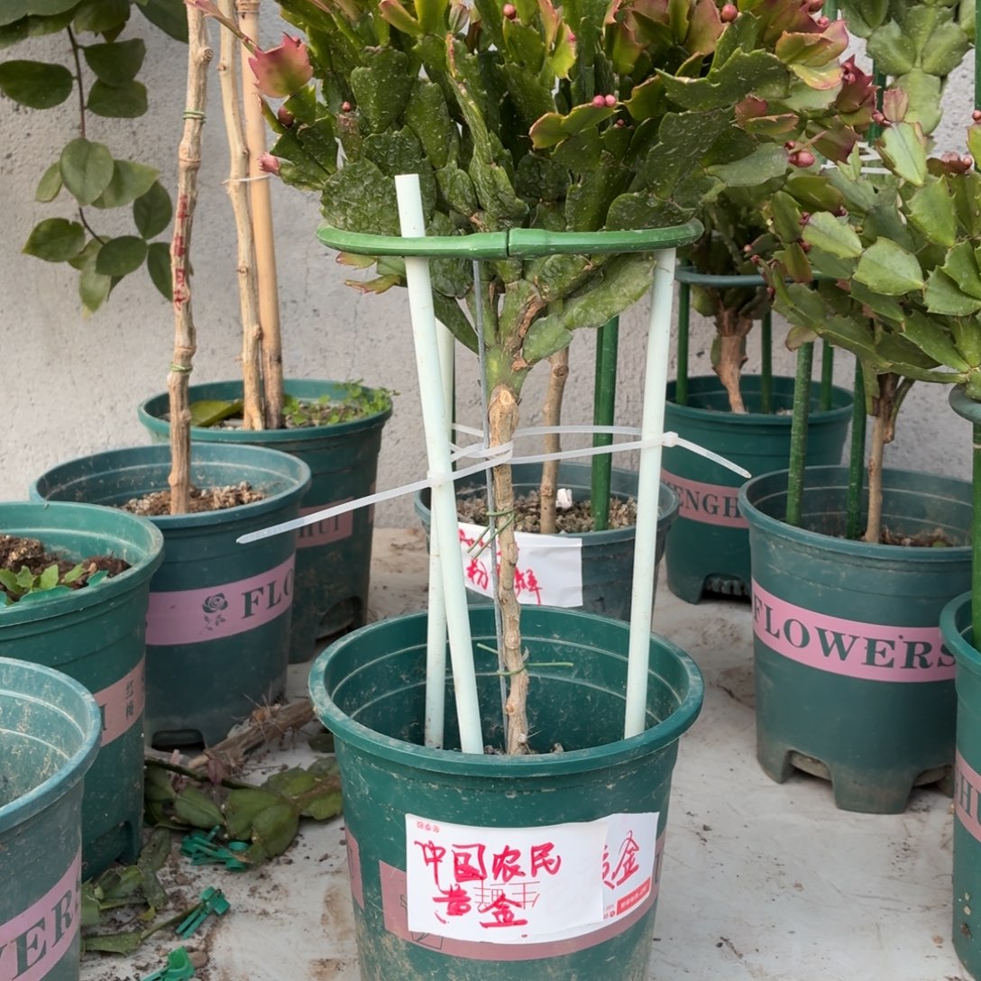 无花朵中国农民花友叶仙嫁接单色黄金