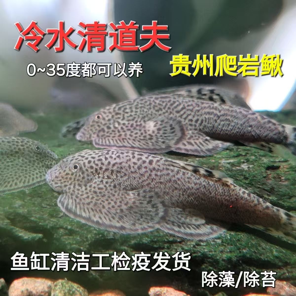 贵州爬岩鳅洁鱼观赏鱼蝶尾金鱼玛雅蝴蝶鲤耐活冷水观赏