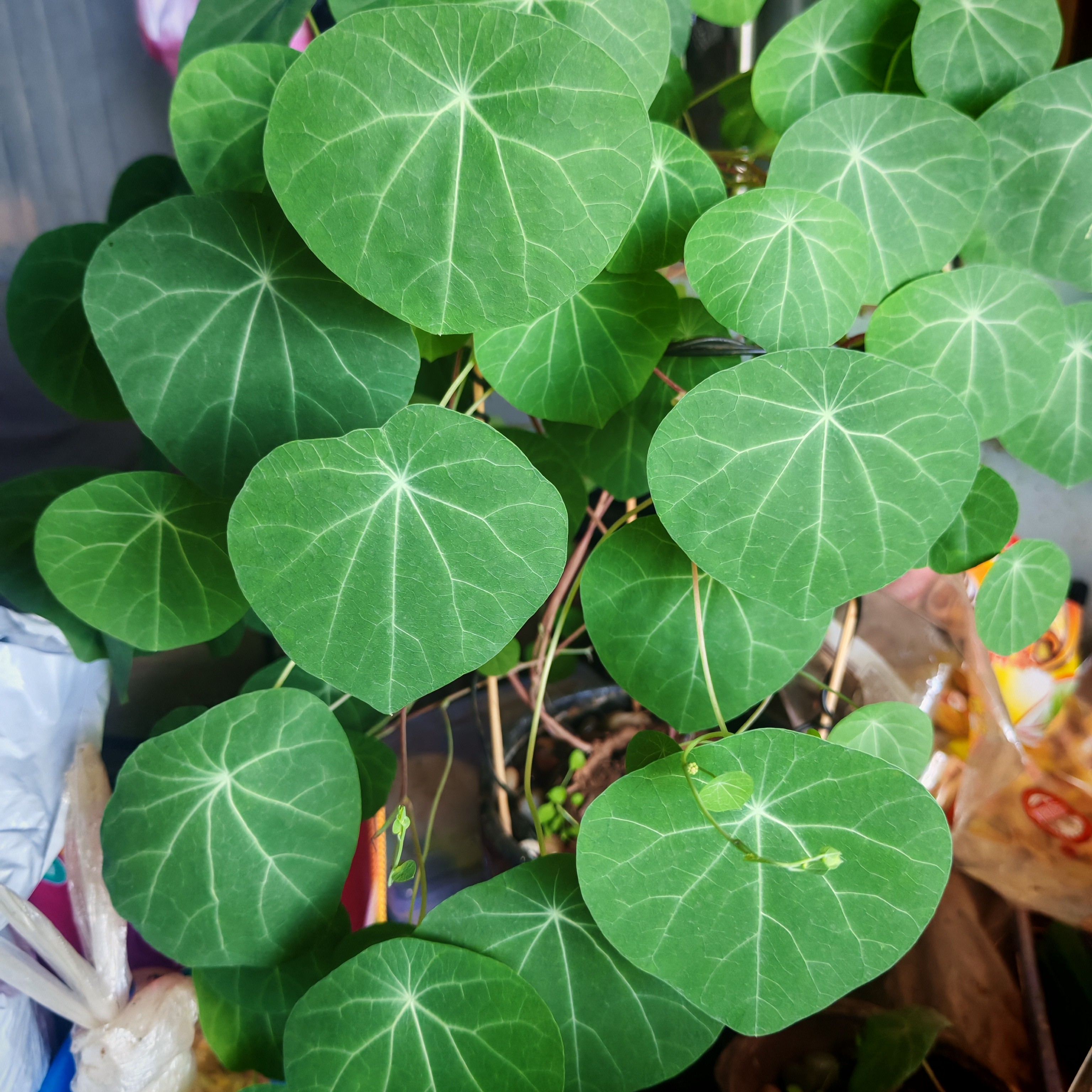 红藤山乌龟金不换水培水培植物盆栽红藤山乌龟盆栽大号绿植室内