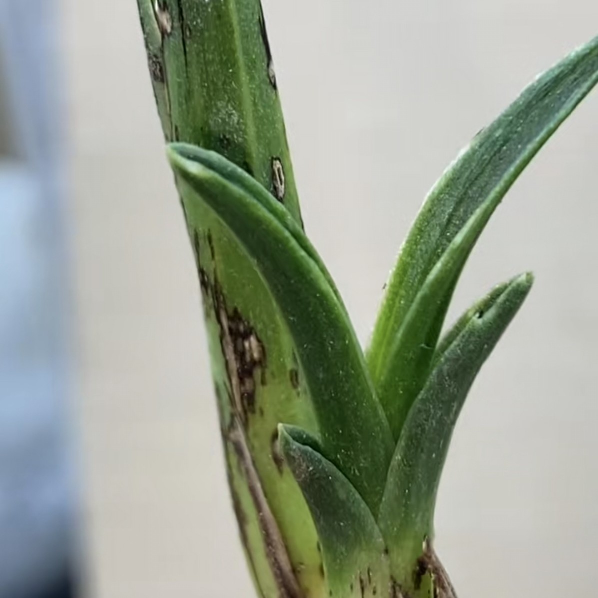 蕙兰花卉盆景兰草（一物一拍兰花草水晶兰小洛熙事件）