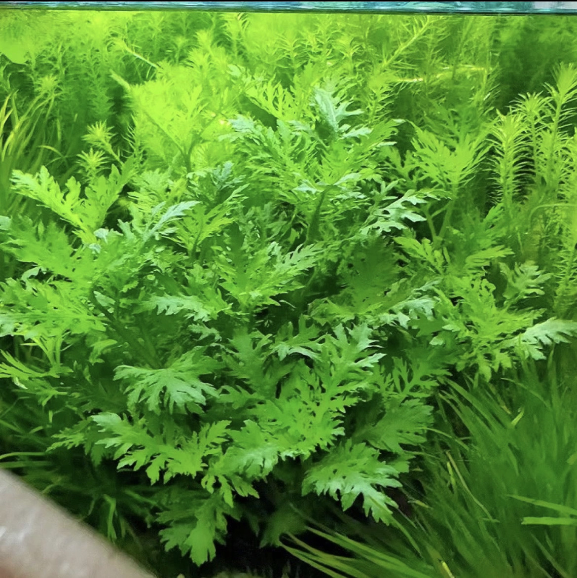 水罗兰坨草水草植物活体真草造景阴性水草懒人新手小白鱼缸水草