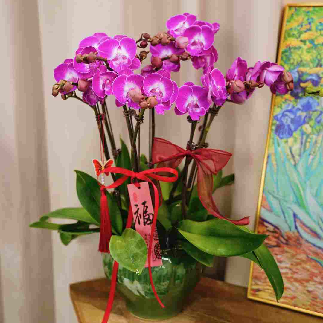 玫红色蝴蝶兰盆栽8花剑带花苞景德镇陶瓷盆室内花卉婚礼高端送礼