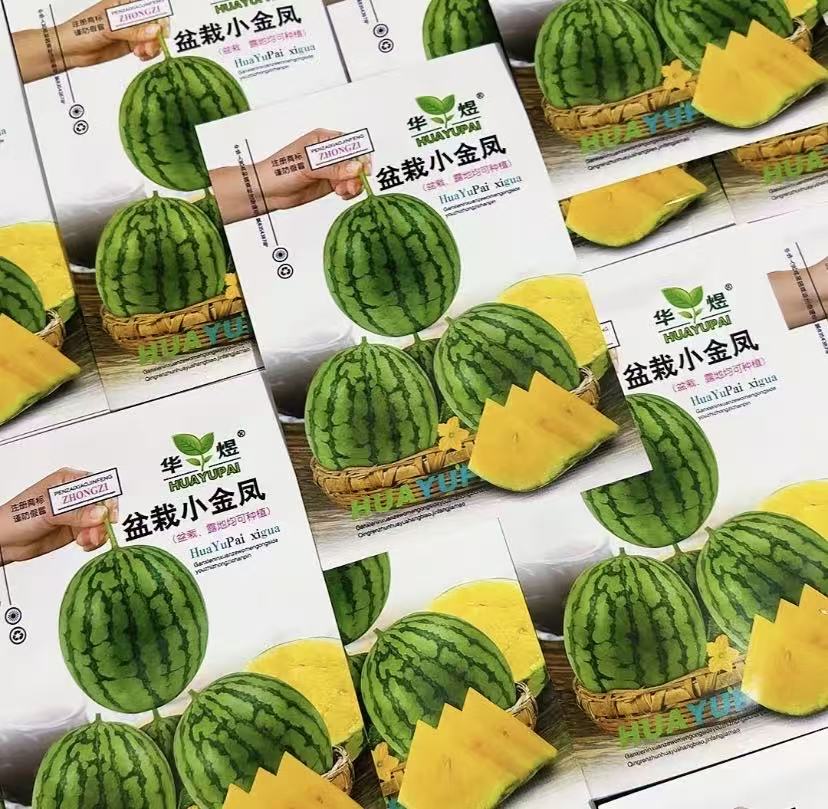 盆栽小金凤黄瓤西瓜籽种子四季种植盆栽阳台