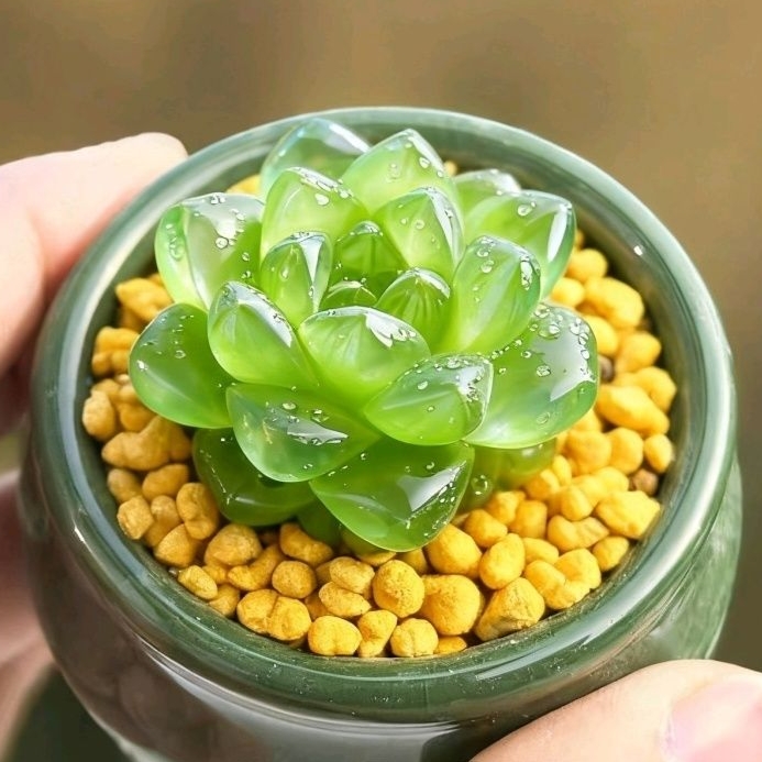 水晶玉露草玉露群生十二卷多肉植物盆栽绿植带土上盆种植新手好养