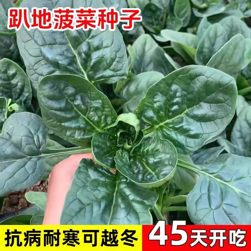 籽种趴地菠菜四季通用耐热耐寒菠菜种子适合阳台盆栽种植蔬菜种子