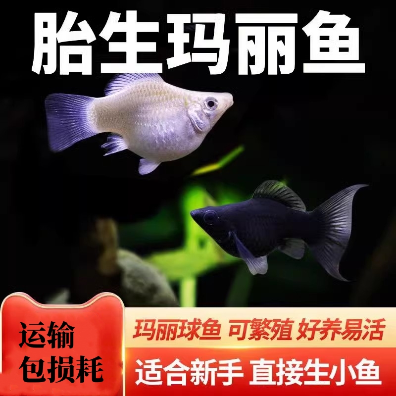 观赏鱼胎生金银黑玛丽皮球玛丽月光红箭米奇热带鱼淡水宠物鱼活体