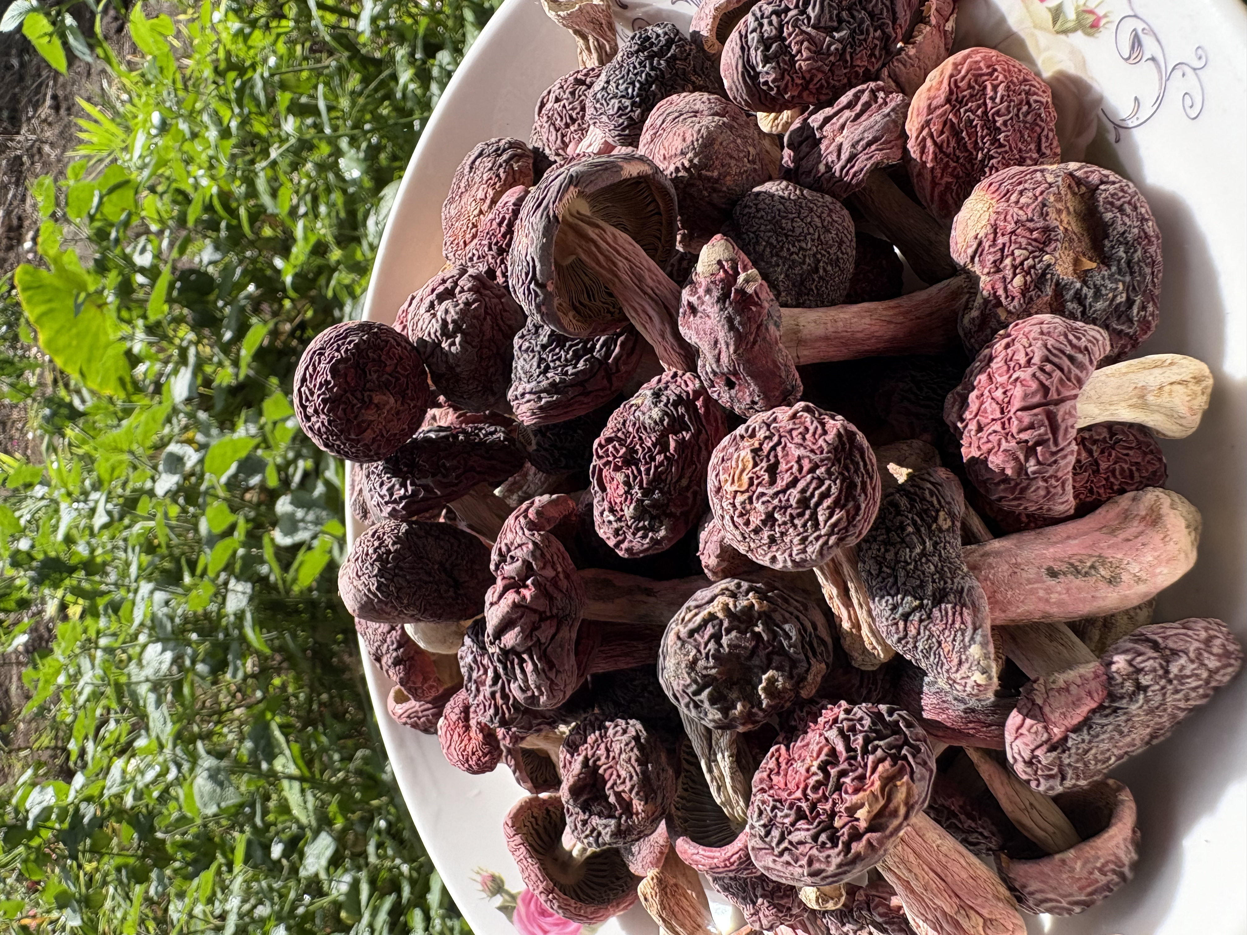 云南高原山货土特产—干货小红菇丁