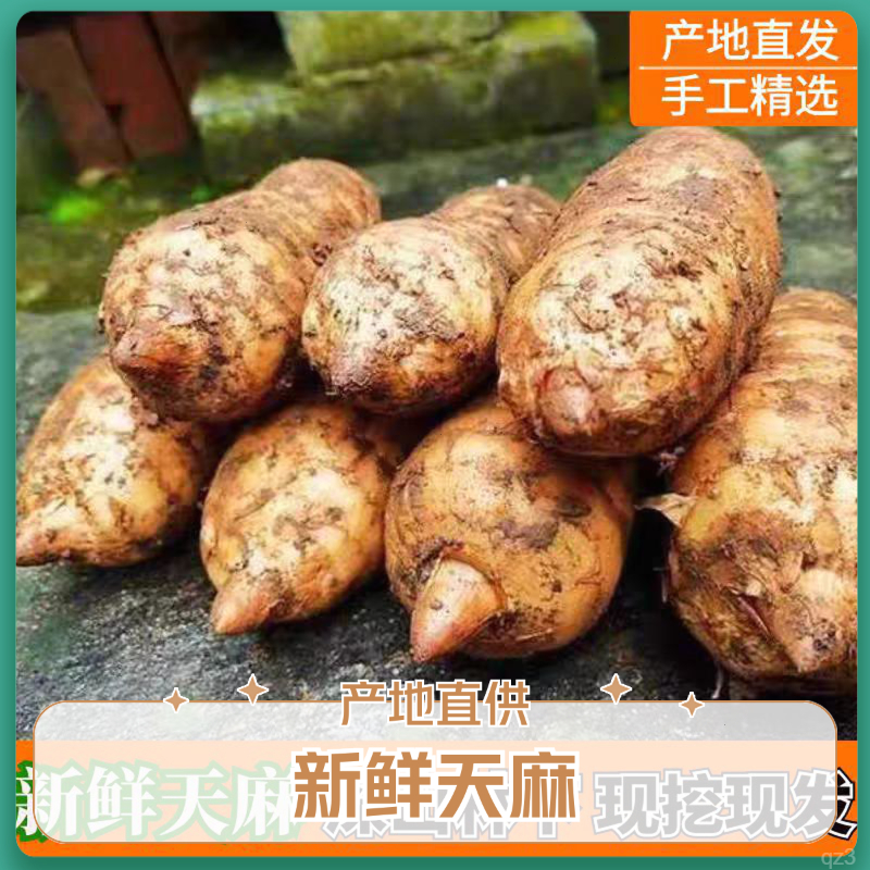 新鲜正宗云南昭通天麻小草坝产地天麻现挖仿野生昭通天麻新鲜天麻