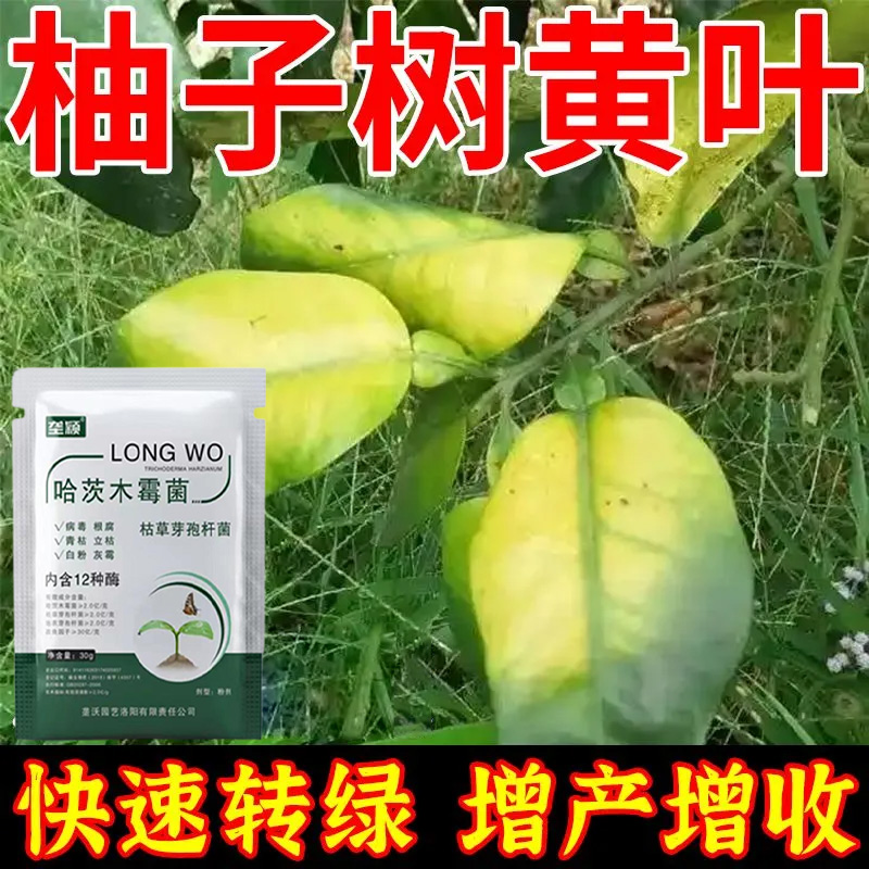 柚子树叶子发黄掉叶急救专用肥料卷叶黄化疥疮溃疡炭疽黑斑病菌清