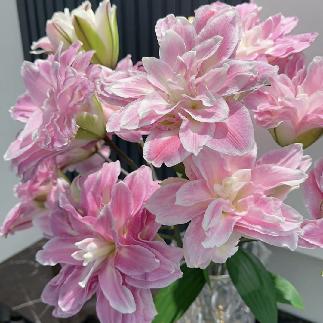 【莲花之境】 重瓣香水百合浓香型