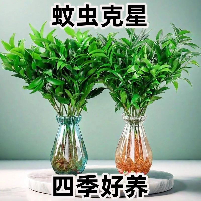 驱蚊竹柏办公室内客厅防蚊水培植物盆栽好养易活水养绿植盆景花卉