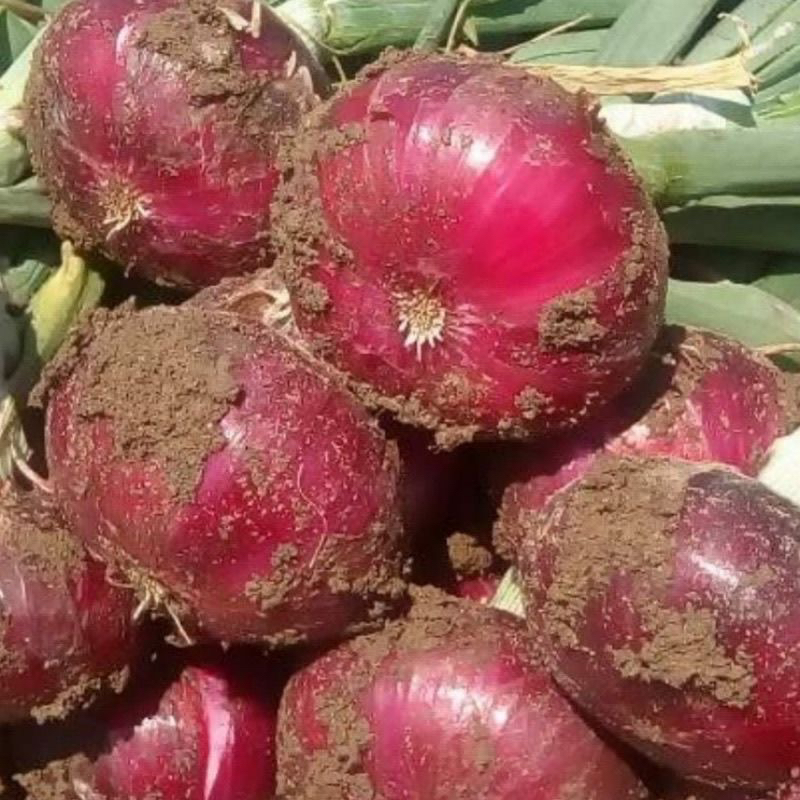 可以生吃的扁洋葱现挖现发5斤装特惠新鲜紫皮圆葱二红粉色肉厚