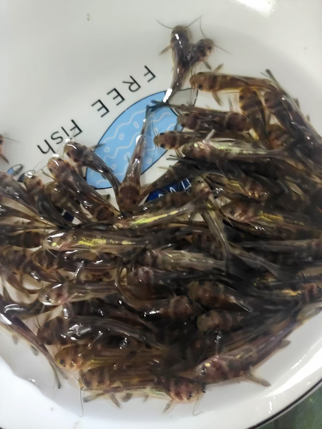 重庆黄辣丁黄桑鱼淡水