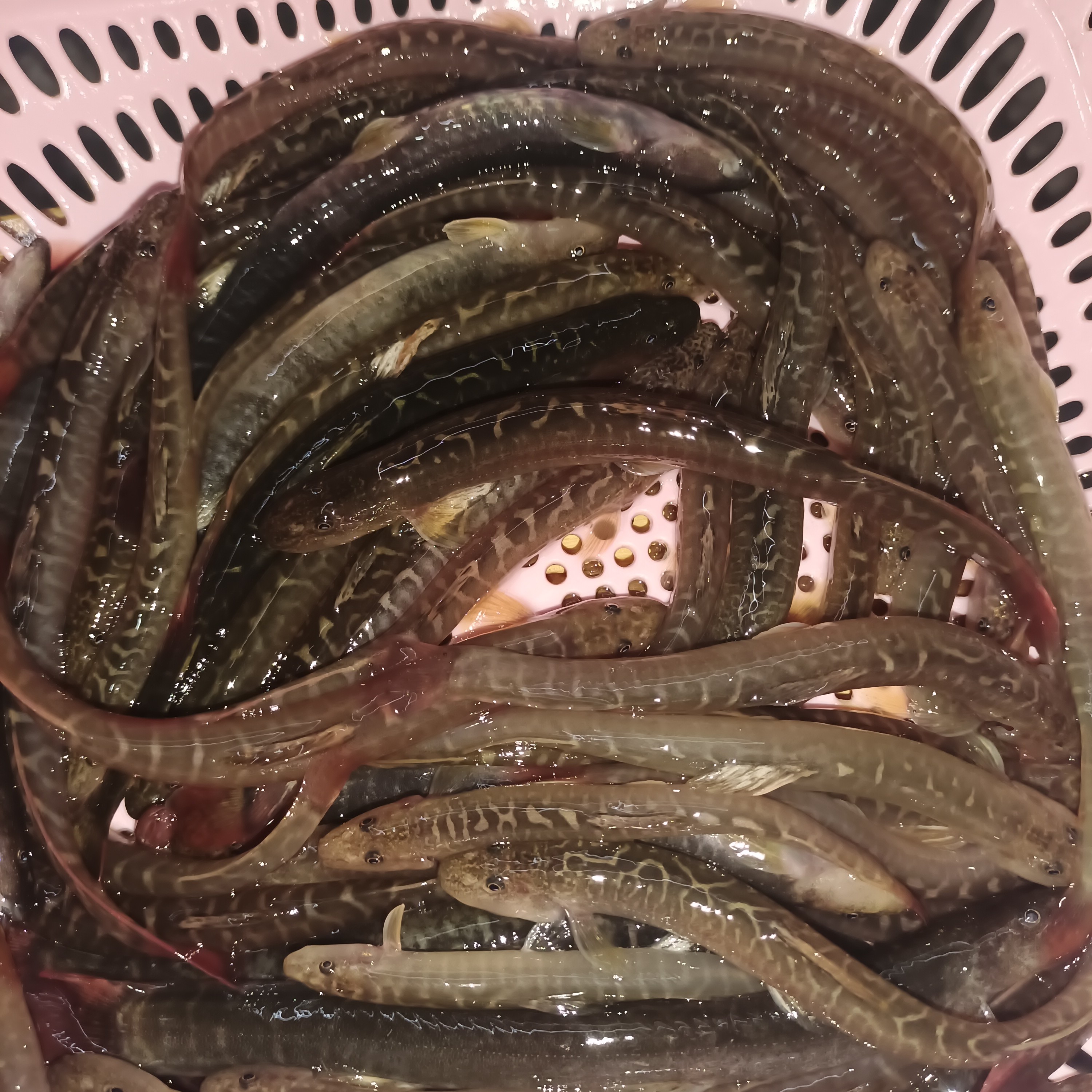 （红尾巴钢鳅）（麻尾巴钢鳅）（细鳞鱼）原生态处理后冰鲜发货(冰鲜含)