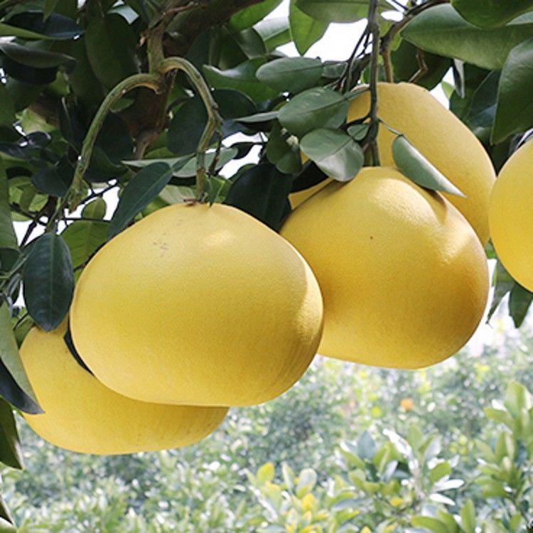 台州玉环文旦柚苗嫁接柚子苗文旦柚子树苗庭院地栽盆栽果树苗