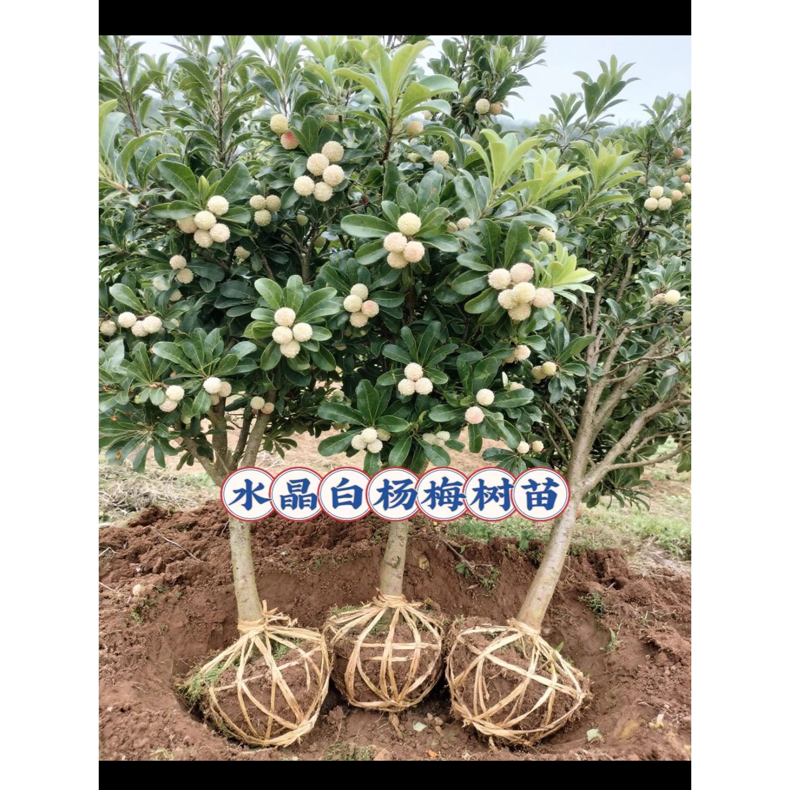 正宗新品种改良耐寒耐热水晶杨梅盆栽果树苗南北方可地栽庭院种植