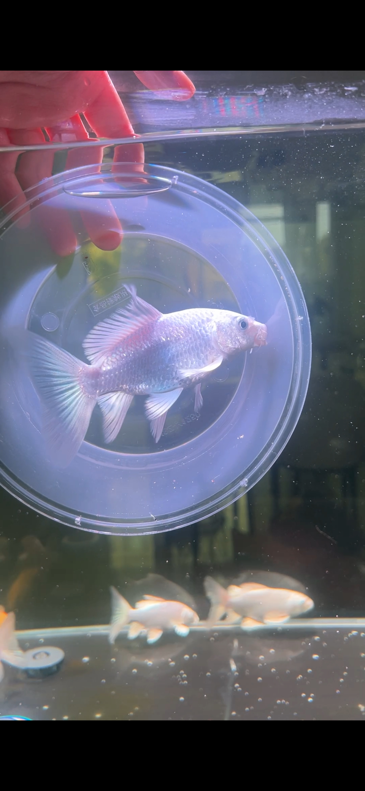 九鲤蝴蝶鲤压成13公分