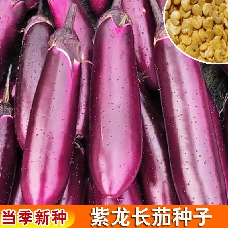 紫龙长茄种籽春秋季阳台盆栽蔬菜种孑四季紫茄子种子农家紫茄种子