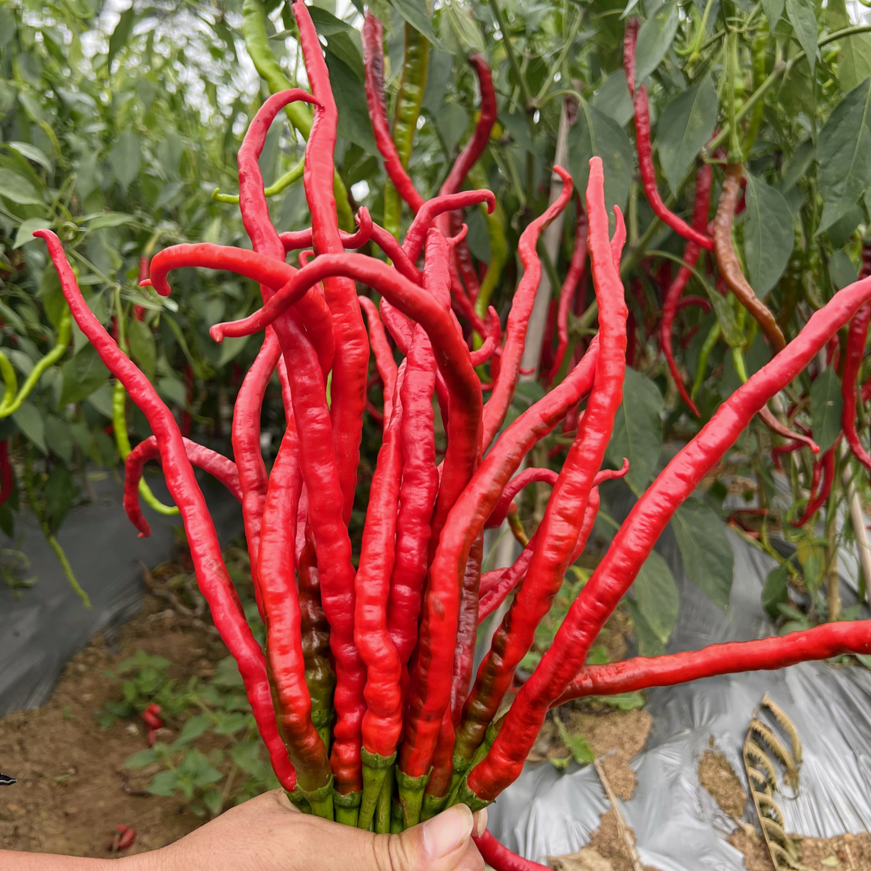 贵州本地自种鸡爪辣红辣椒新鲜现摘现发红辣椒时令蔬菜薄皮