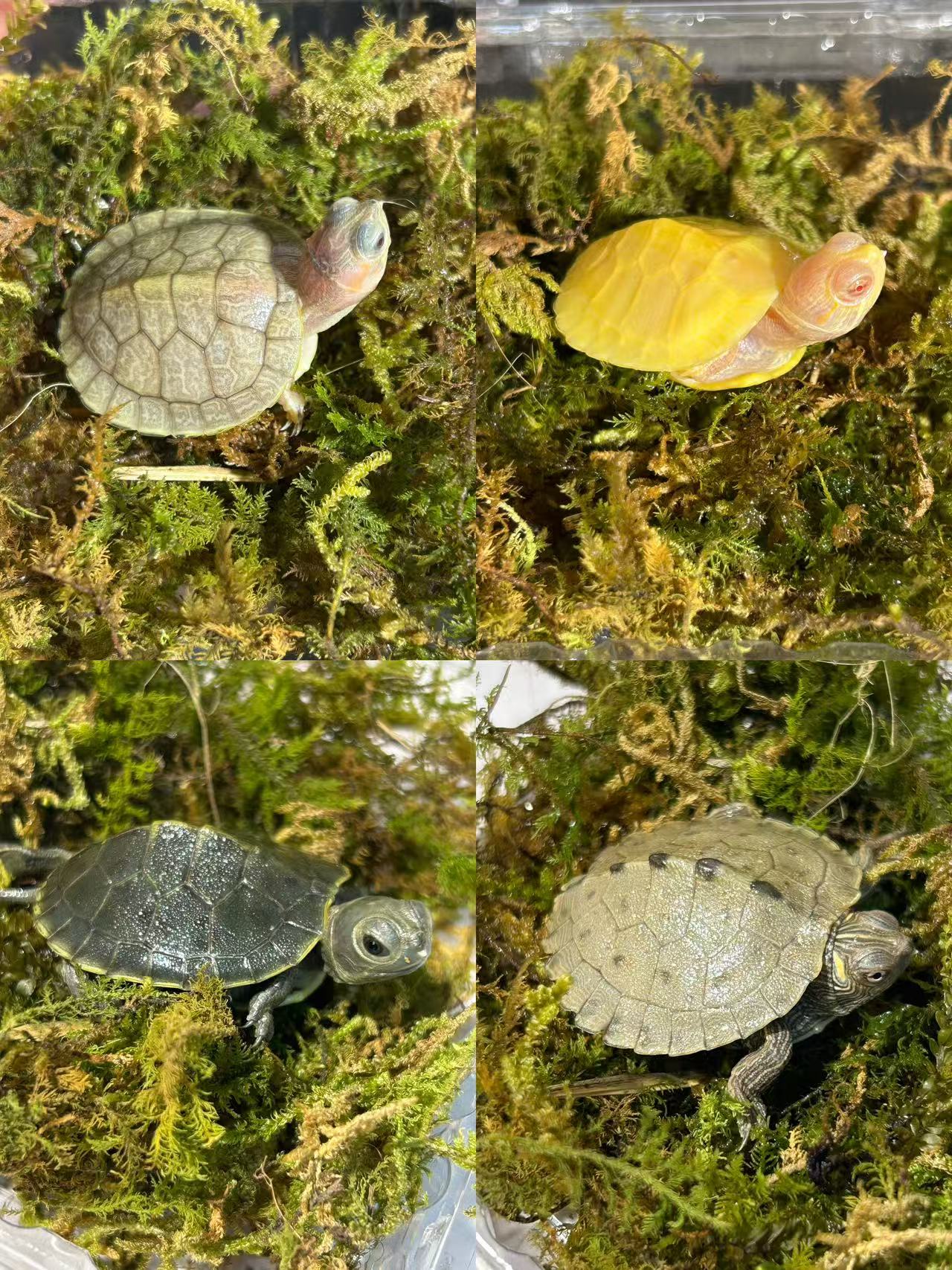 直播专用链接【蜡笔小龟】