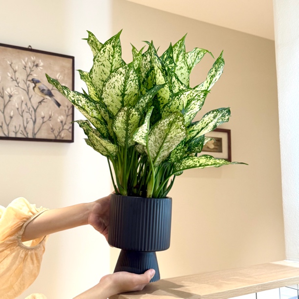 翡翠皇后万年青盆栽盆景四级长青净化空气室内客厅好养花卉绿植