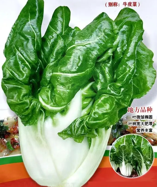 四季牛皮菜春不老厚皮菜种子根达菜子四川白梗牛皮菜种籽蔬菜种子