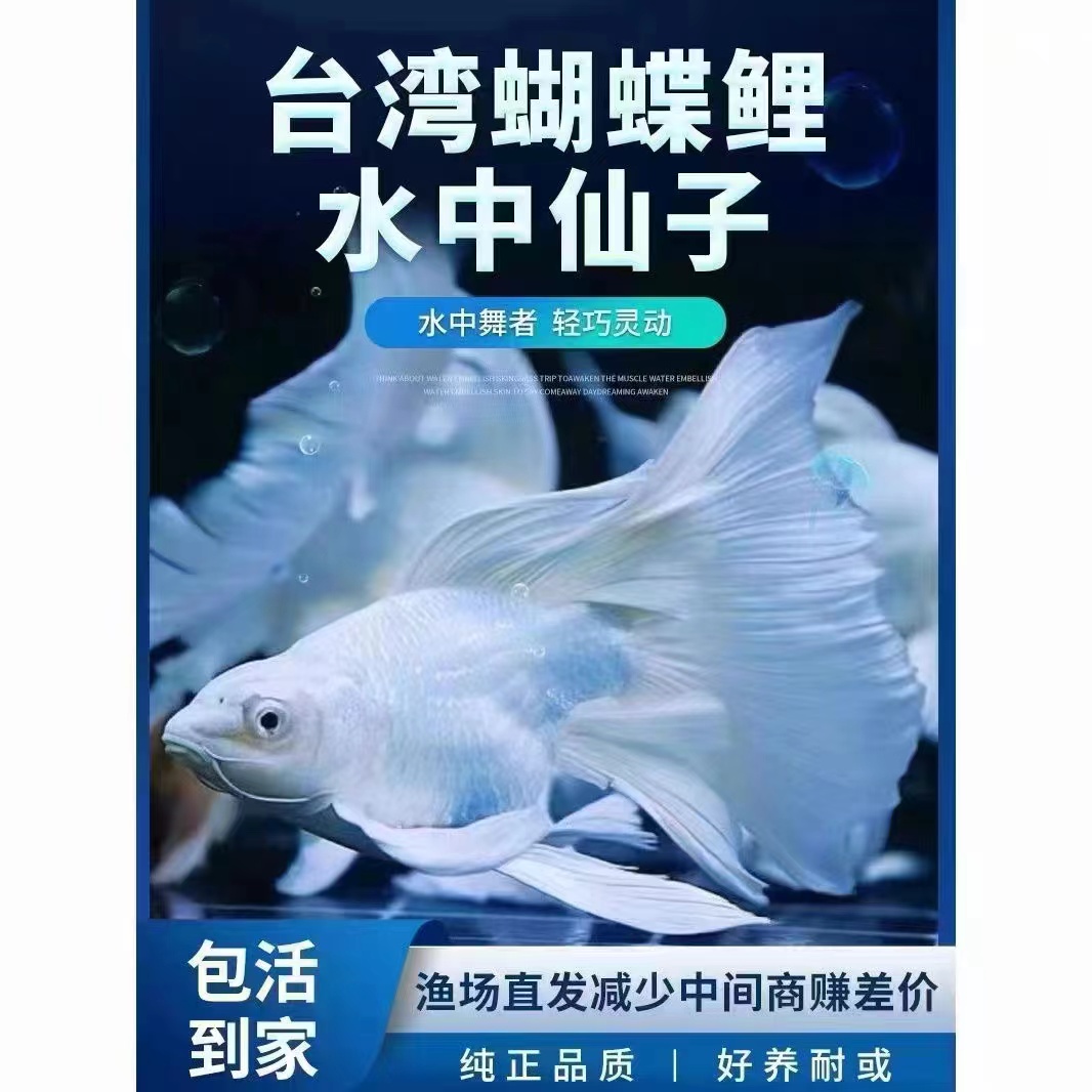 纯种台湾蝴蝶鲤鱼白色短球体大鳍大尾好养耐活活体发货16-19厘米
